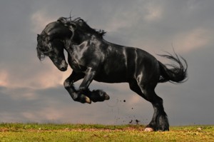 stallion_smaller